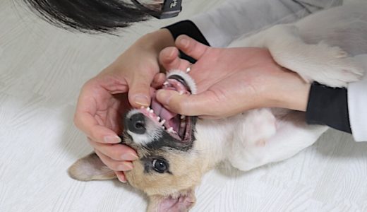 【生後4〜6ヶ月】子犬の抜けた乳歯6本をゲット！シチュエーションや見つけるヒントをご紹介します