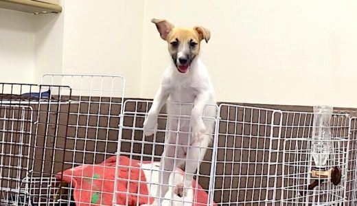 3. DIYのサークルが犬の飼育をハードモードにする