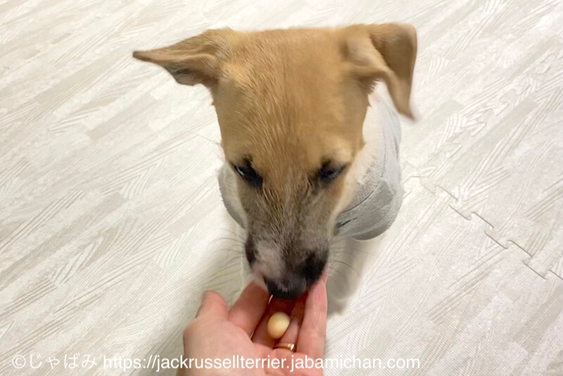 ボーロちゃんを食べる犬