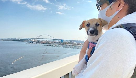 【体験談】生後4ヶ月・散歩デビュー前の子犬にした社会化トレーニング