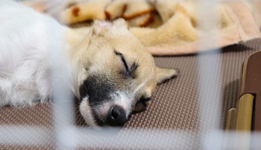 【ケンネルコフ体験談】迎えたばかりの子犬の咳。獣医師に聞いた原因と対処法