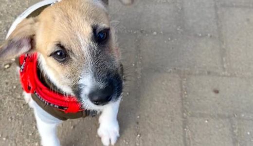 21. 犬のしつけを厳しくしてしまう心理