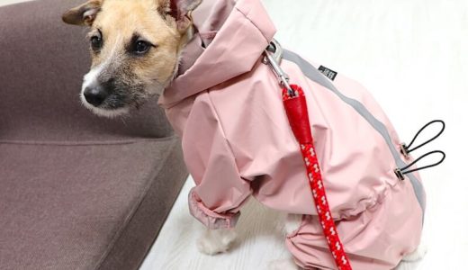 【雨のお散歩】ロンパースタイプ PSM 犬用レインコートの使い心地は？実際に試してみました