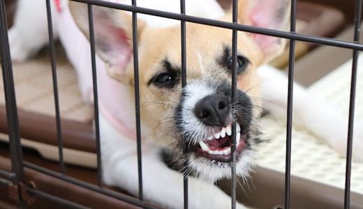【体験談】暴れる・噛む…ジャックラッセルテリアの子犬への対処法