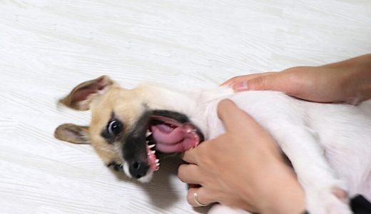 【犬のしつけ】歯が生え変わる時期の子犬の甘噛み・シチュエーション別の対策をご紹介します