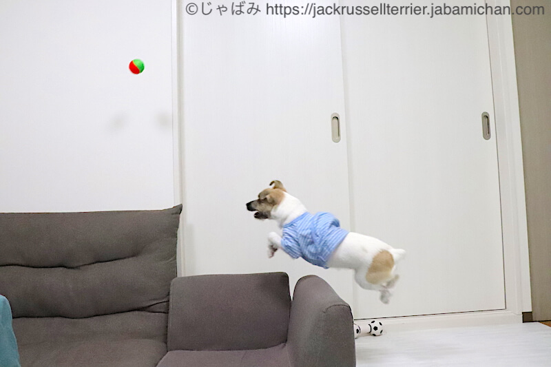 ドギーマン ソフトノーパンクボールで遊ぶ犬