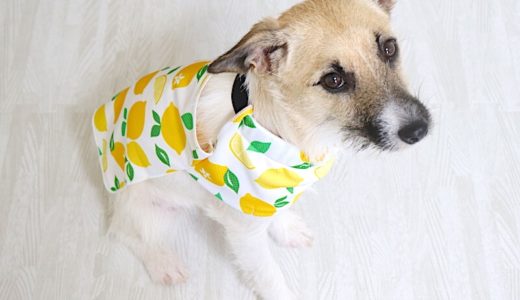 【熱中症対策】ダイソーのクールタオルハンカチで小型犬の夏服作り