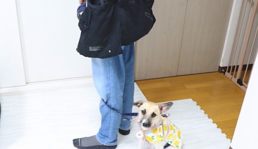 【自作】いらなくなったズボンで犬の散歩用ウエストバッグを作ったら散歩が快適になりました