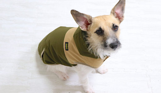 【小型犬の冬服】iDog「SHIELD COAT」のアウターは汚れにくくてあったかくて着せやすい！おすすめアウターです