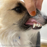 犬 歯の磨耗
