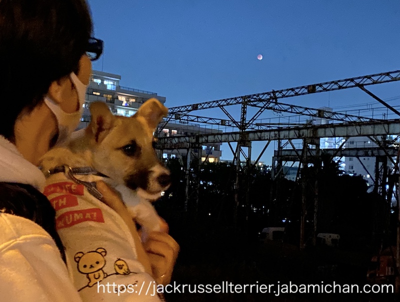 月食　抱っこ散歩